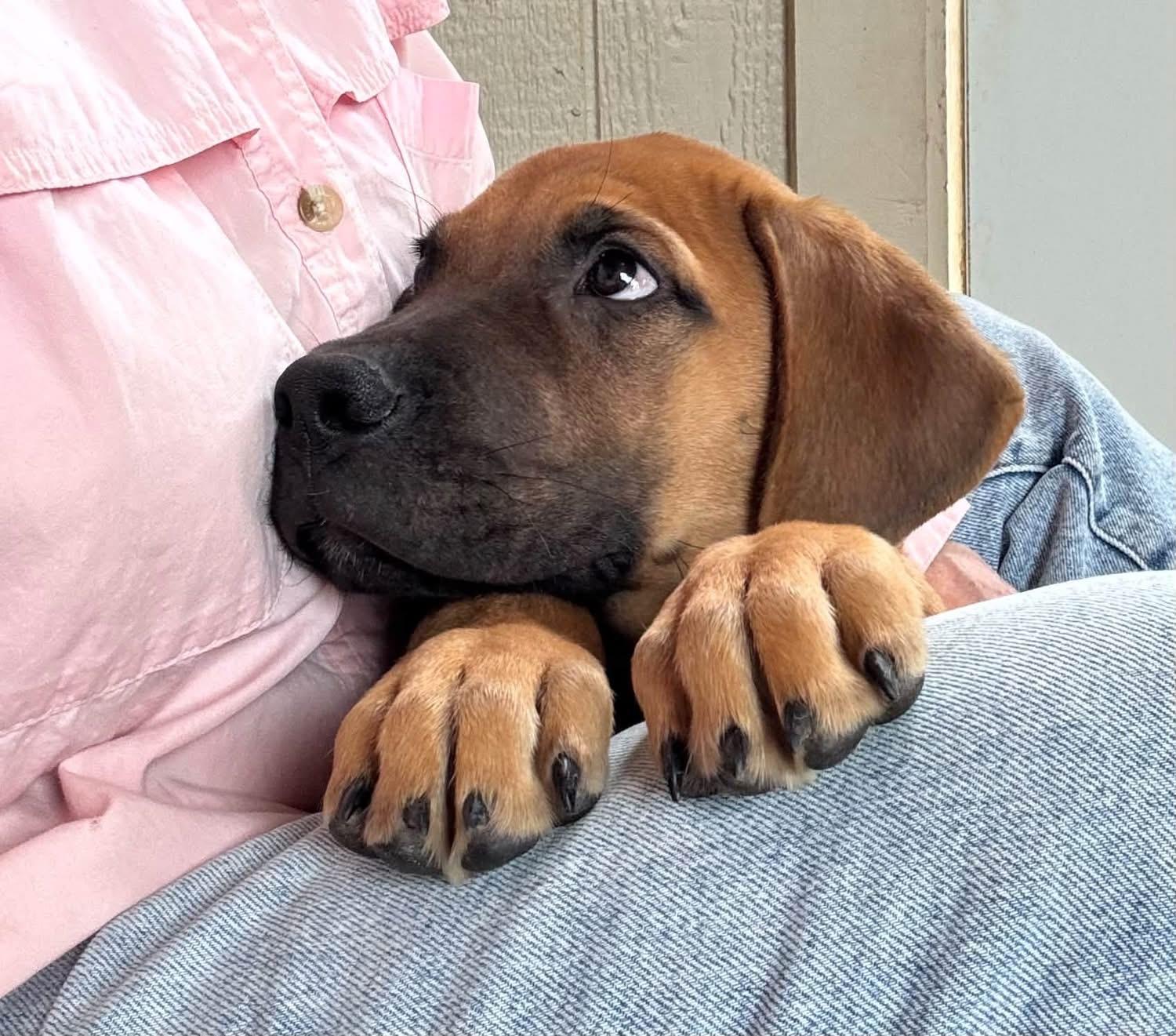 Enlarge Grover, a Adopted Rhodesian Ridgeback in Southlake, TX image 5/6