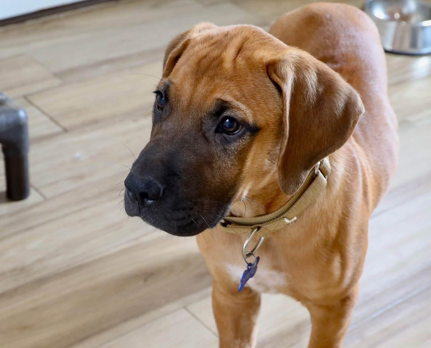Enlarge Grover, a Adopted Rhodesian Ridgeback in Southlake, TX image 6/6