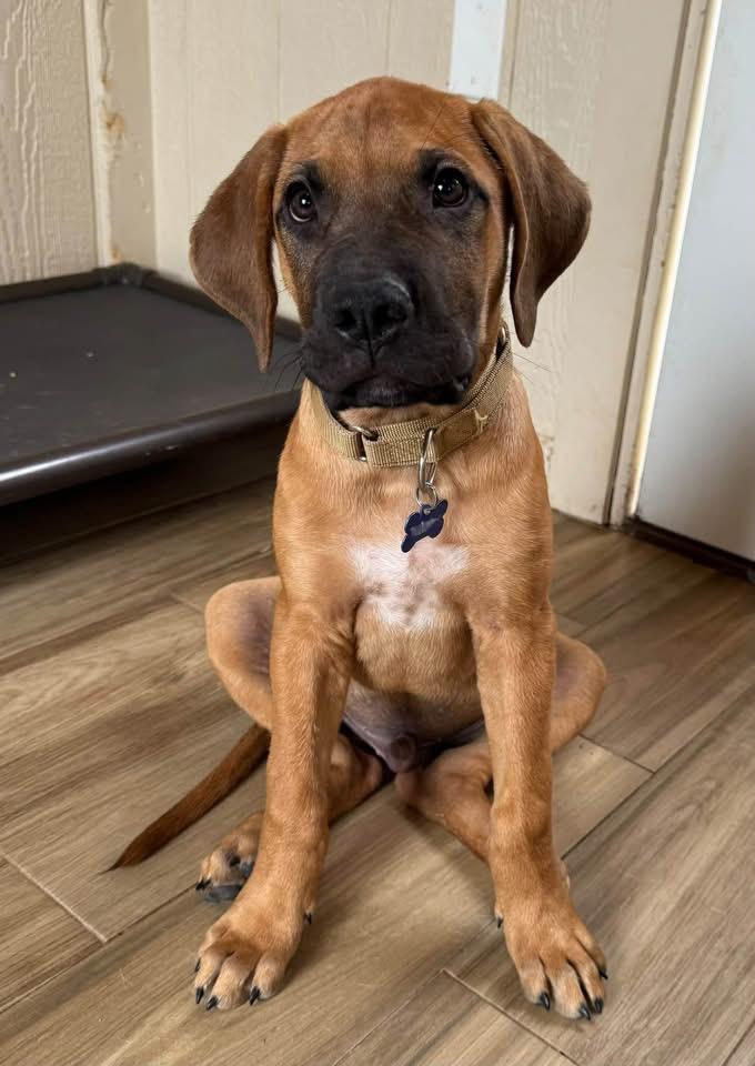 Enlarge Grover, a Adopted Rhodesian Ridgeback in Southlake, TX image 3/6
