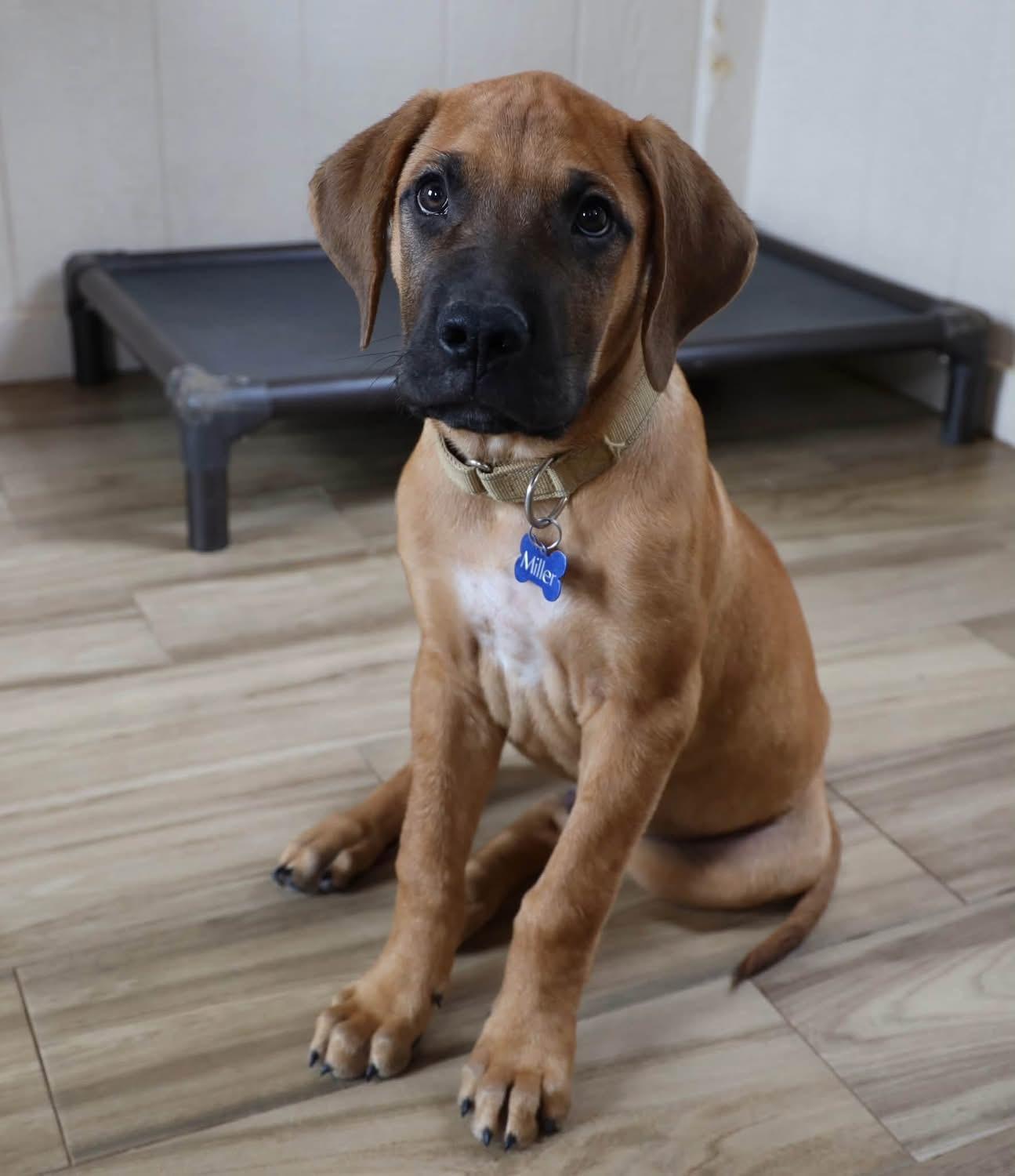 Enlarge Grover, a Adopted Rhodesian Ridgeback in Southlake, TX image 4/6