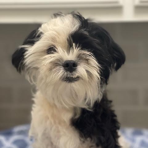 Sammy