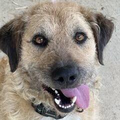 Ranger - Fee Sponsored in Full, Adoptable, Adult Male Poodle & Mixed Breed.
