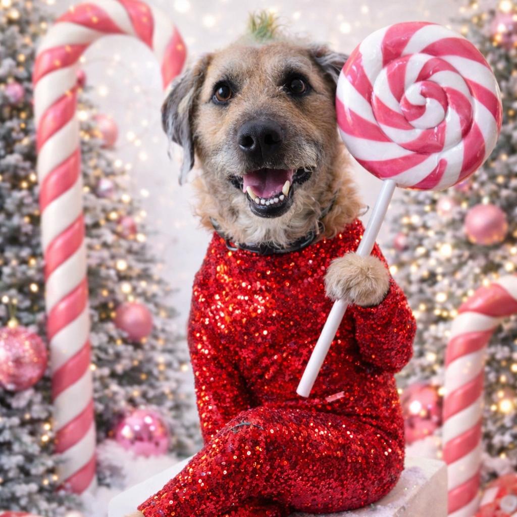 Enlarge Ranger - Fee Sponsored in Full, a Adoptable mixed breed in Alexandria, VA image 2/6