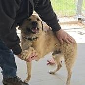 Enlarge Ranger - Fee Sponsored in Full, a Adoptable mixed breed in Alexandria, VA image 3/6