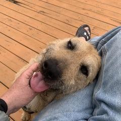 Enlarge Ranger - Fee Sponsored in Full, a Adoptable mixed breed in Alexandria, VA image 4/6