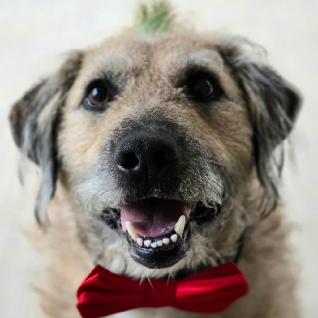 Enlarge Ranger *Adoption Fee Covered + Free Training*, a Adoptable mixed breed in Alexandria, VA image 4/6