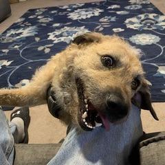 Enlarge Ranger - Fee Sponsored in Full, a Adoptable mixed breed in Alexandria, VA image 5/6