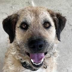 Enlarge Ranger - Fee Sponsored in Full, a Adoptable mixed breed in Alexandria, VA image 6/6