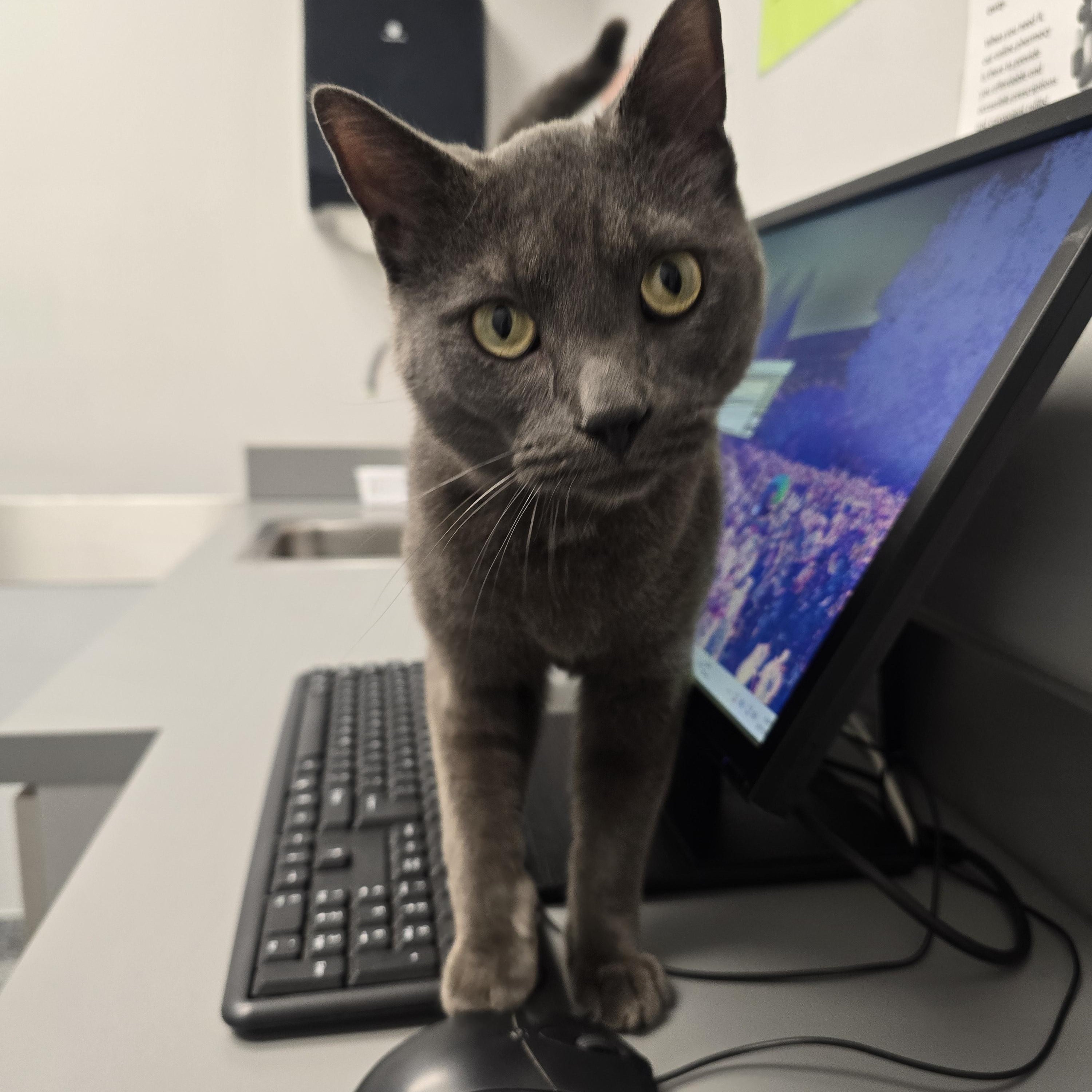 Enlarge Nikko, a Adoptable Russian Blue in Kissimmee, FL image 6/6