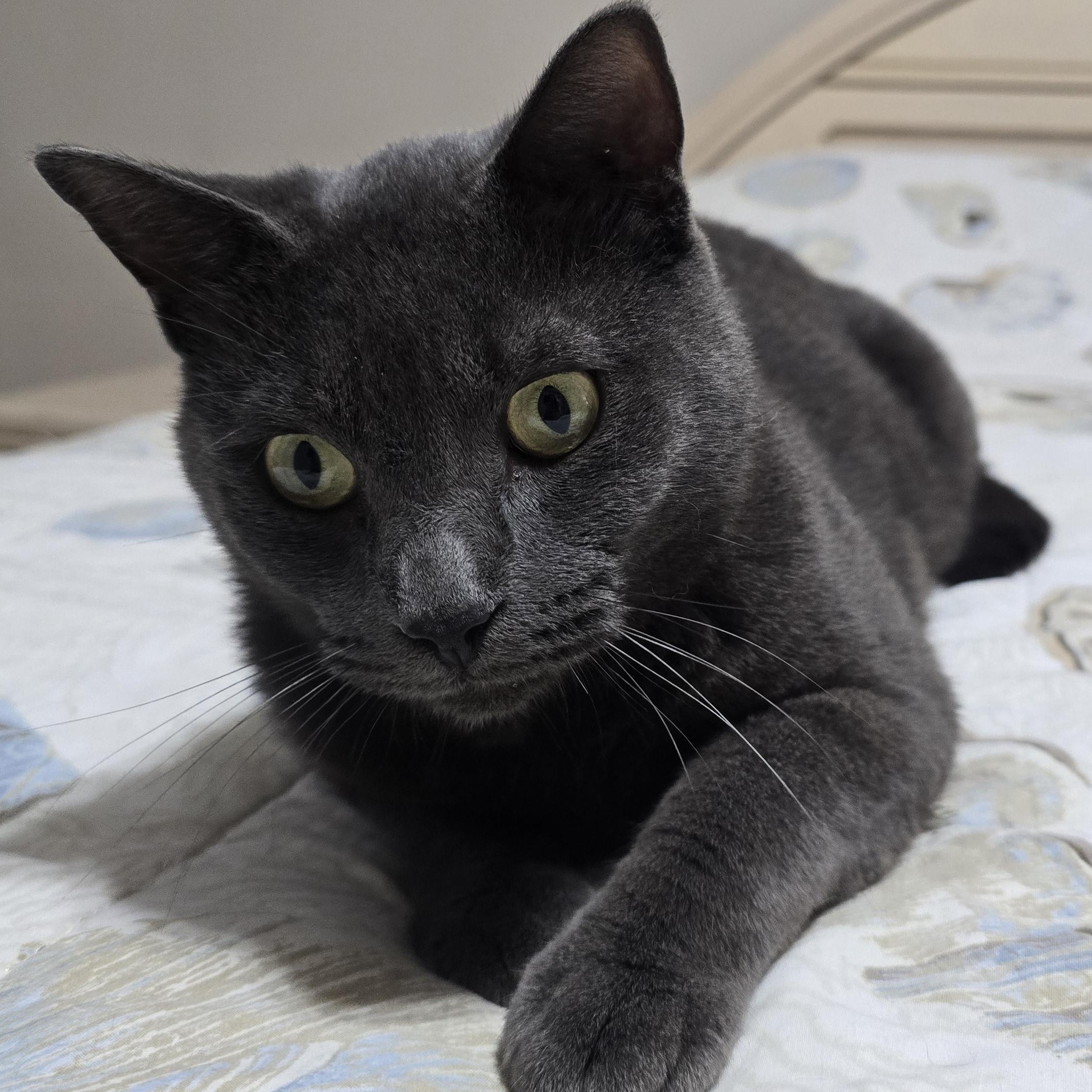 Enlarge Nikko, a Adoptable Russian Blue in Kissimmee, FL image 3/6