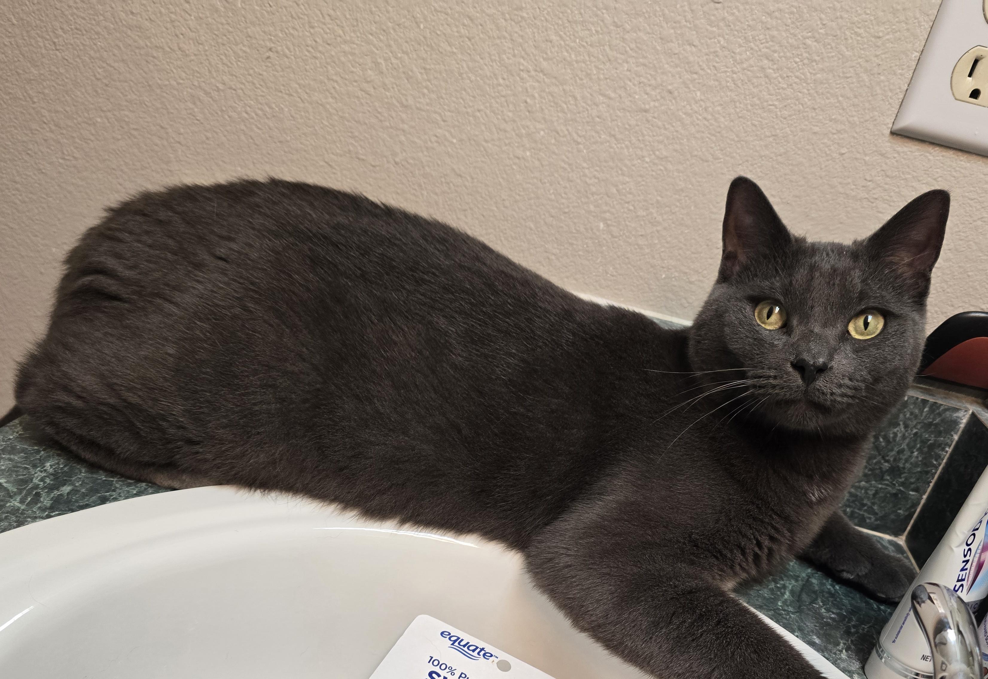Enlarge Nikko, a Adoptable Russian Blue in Kissimmee, FL image 6/6