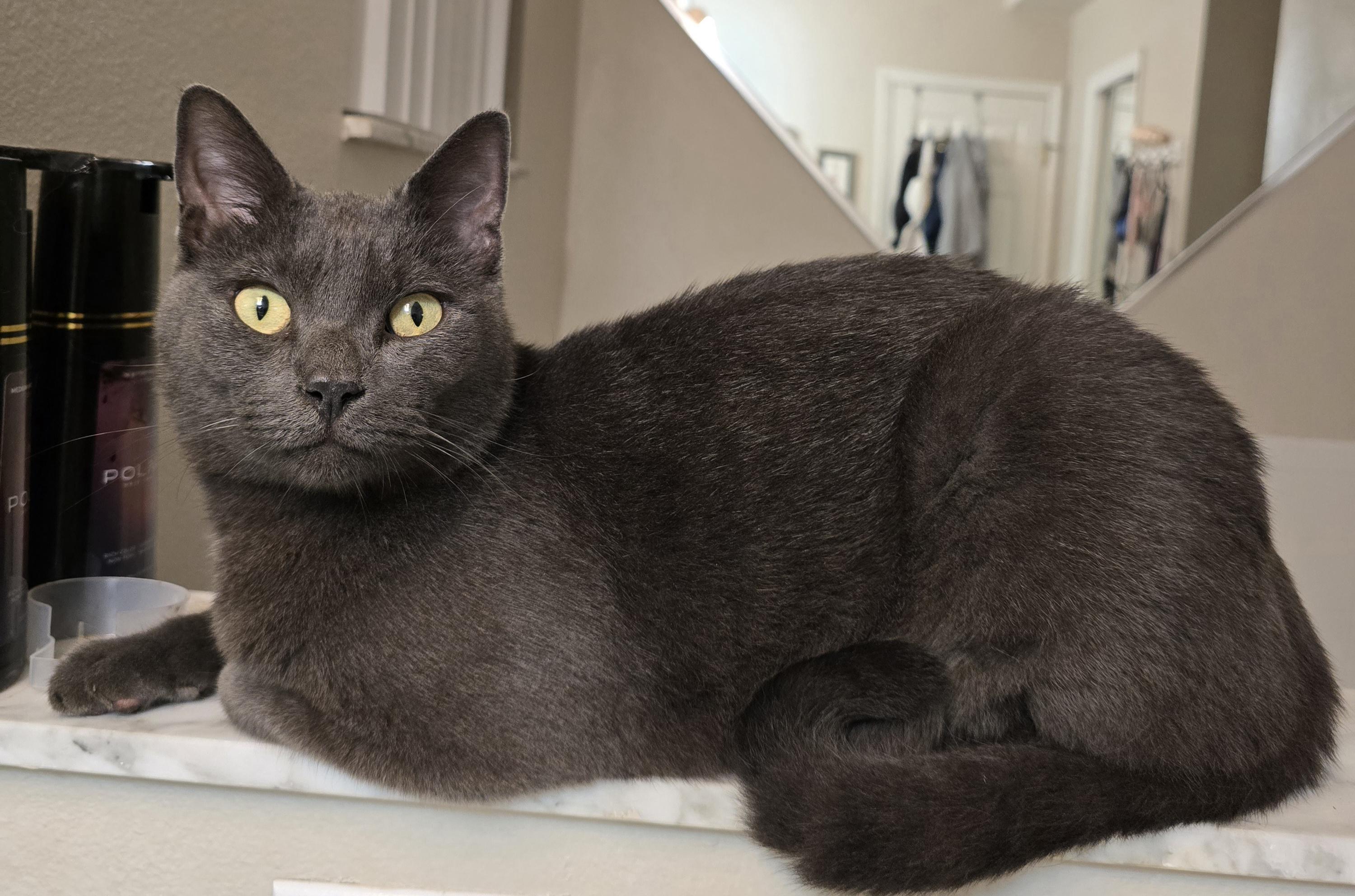 Nikko, Adoptable, Young Male Russian Blue.
