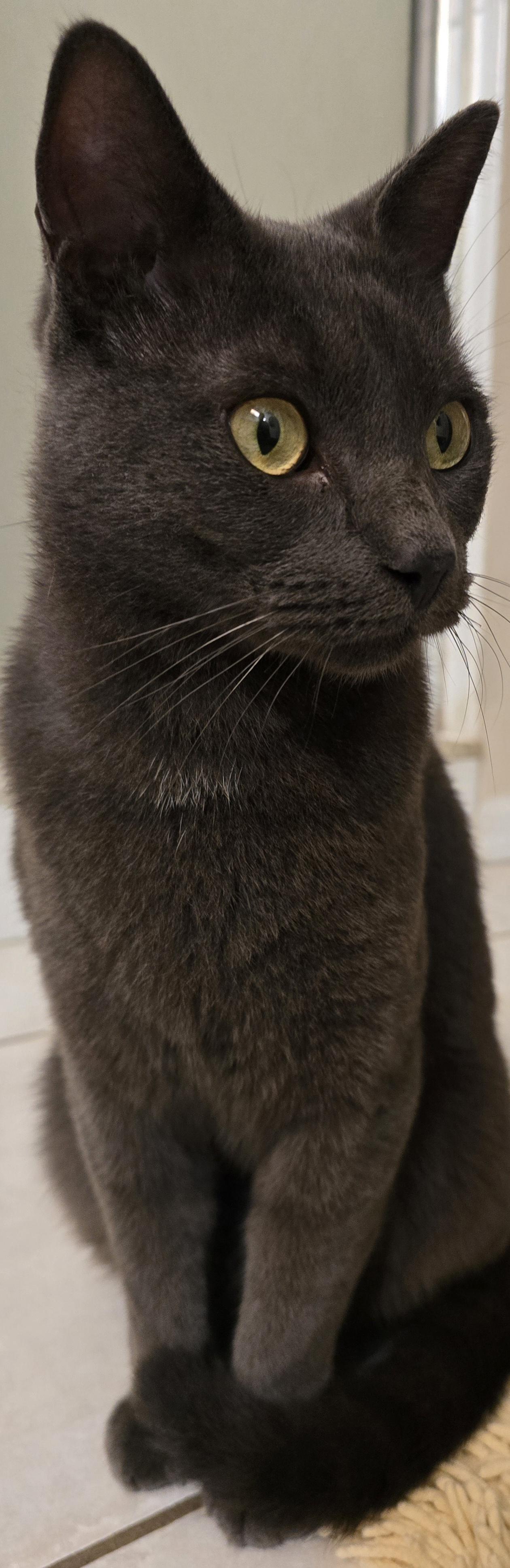 Enlarge Nikko, a Adoptable Russian Blue in Kissimmee, FL image 2/6