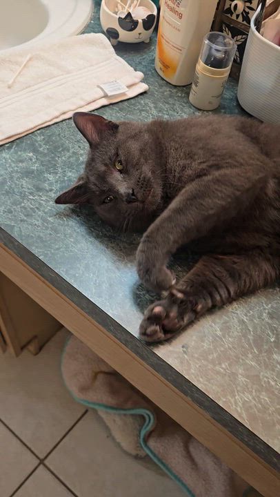 Enlarge Nikko, a Adoptable Russian Blue in Kissimmee, FL video 5/6