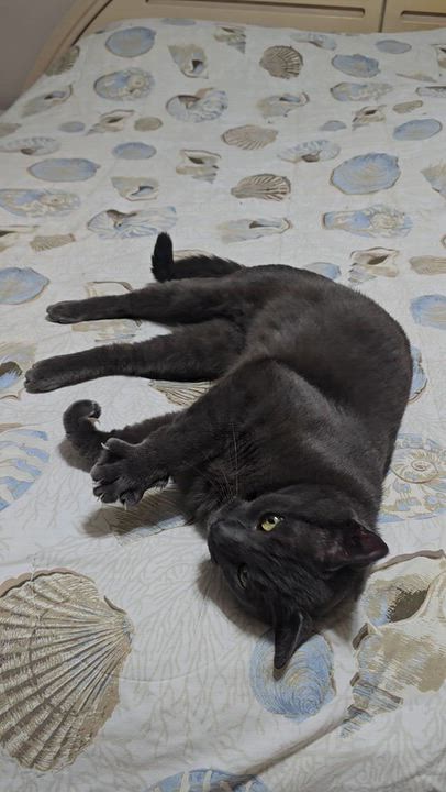 Enlarge Nikko, a Adoptable Russian Blue in Kissimmee, FL video 4/6