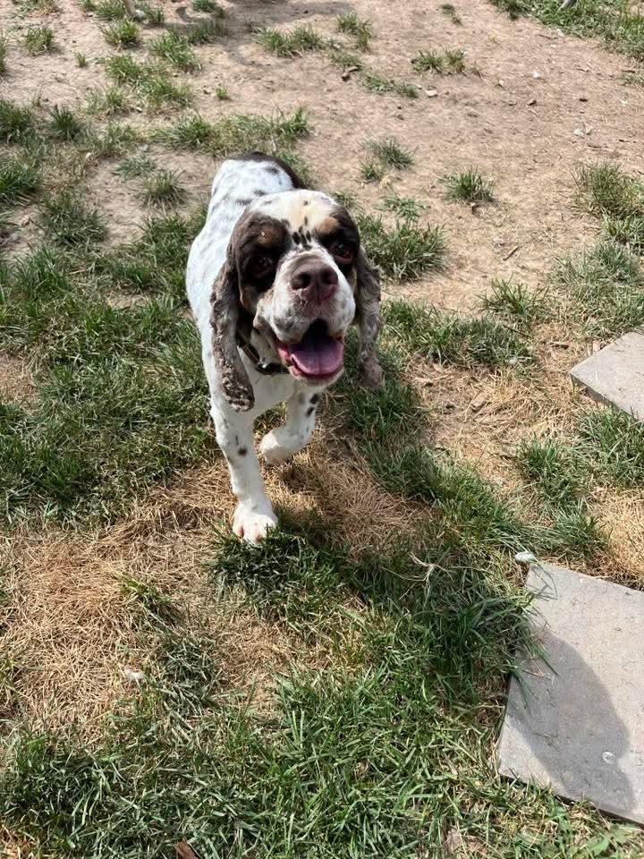 Max, Senior Male unknown
