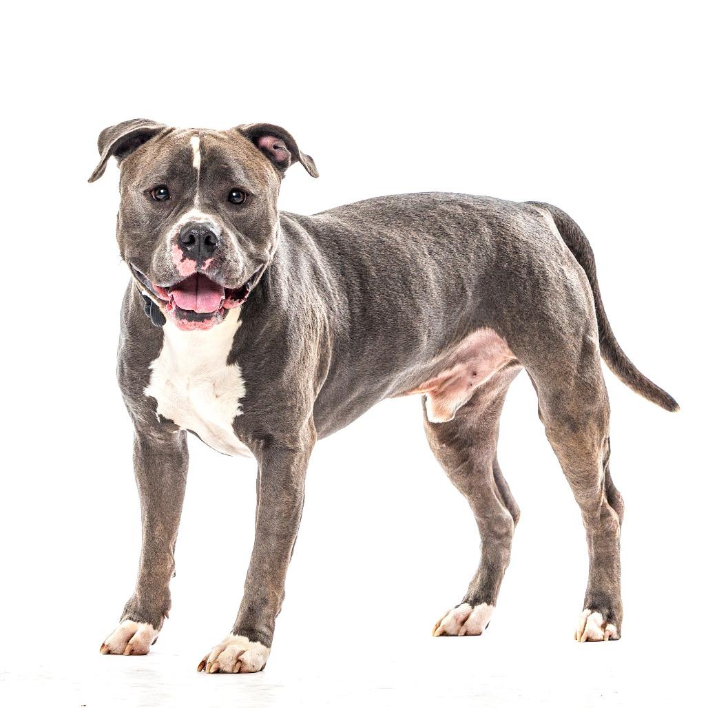 Enlarge Hopper, a Adoptable Pit Bull Terrier in Reno, NV image 1/4