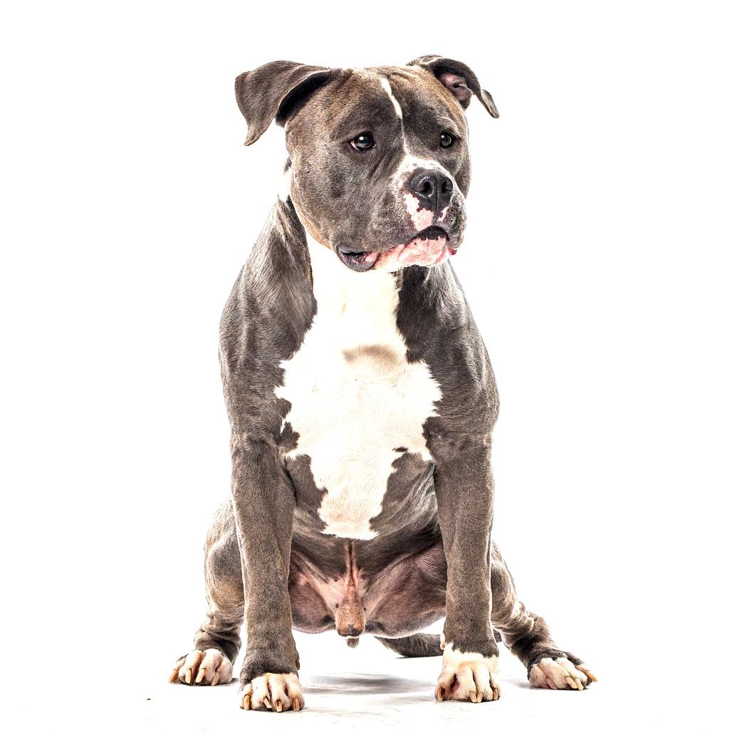 Enlarge Hopper, a Adoptable Pit Bull Terrier in Reno, NV image 2/4