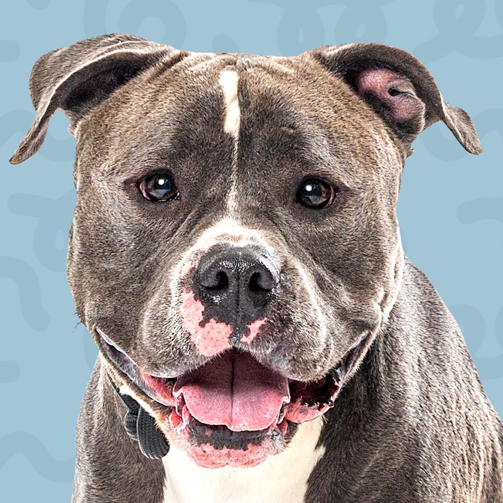 Enlarge Hopper, a Adoptable Pit Bull Terrier in Reno, NV image 3/4
