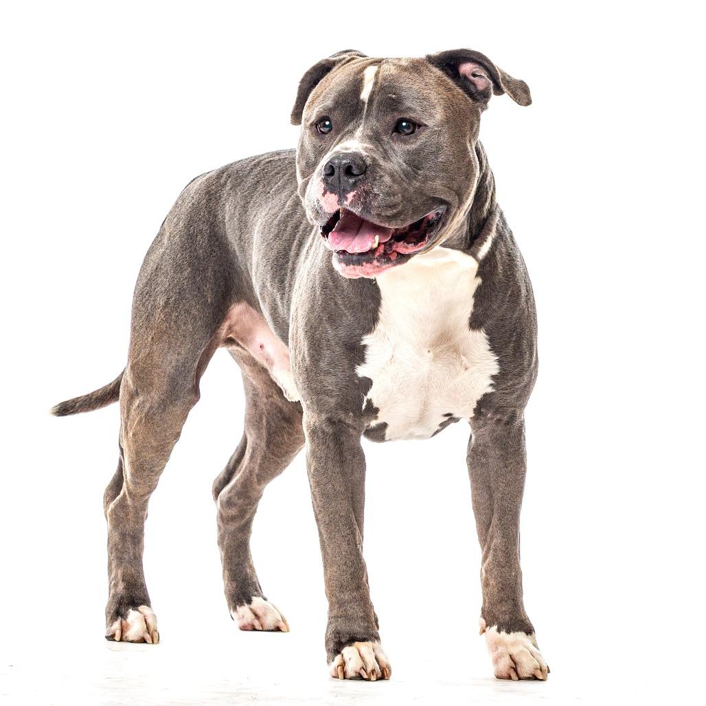 Enlarge Hopper, a Adoptable Pit Bull Terrier in Reno, NV image 4/4