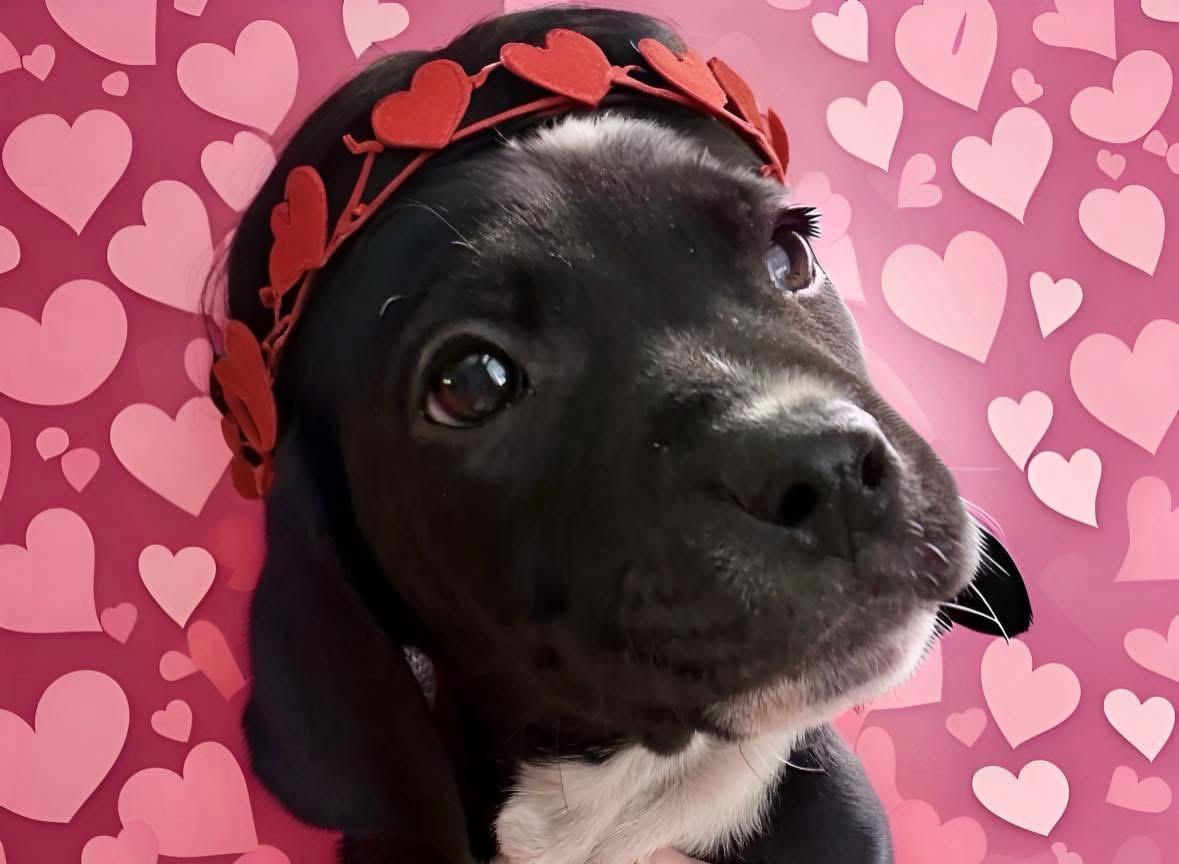 Hershey , ADOPTABLE, Puppy Male Pug & Boxer.