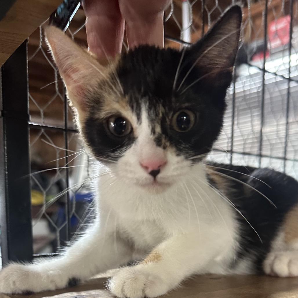 Enlarge Freckles, a Adoptable Domestic Short Hair in Baytown, TX image 1/3