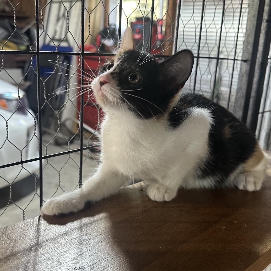 Enlarge Freckles, a Adoptable Domestic Short Hair in Baytown, TX image 2/3