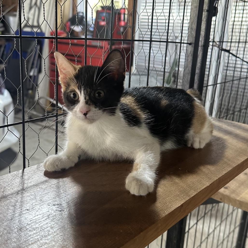 Enlarge Freckles, a Adoptable Domestic Short Hair in Baytown, TX image 3/3