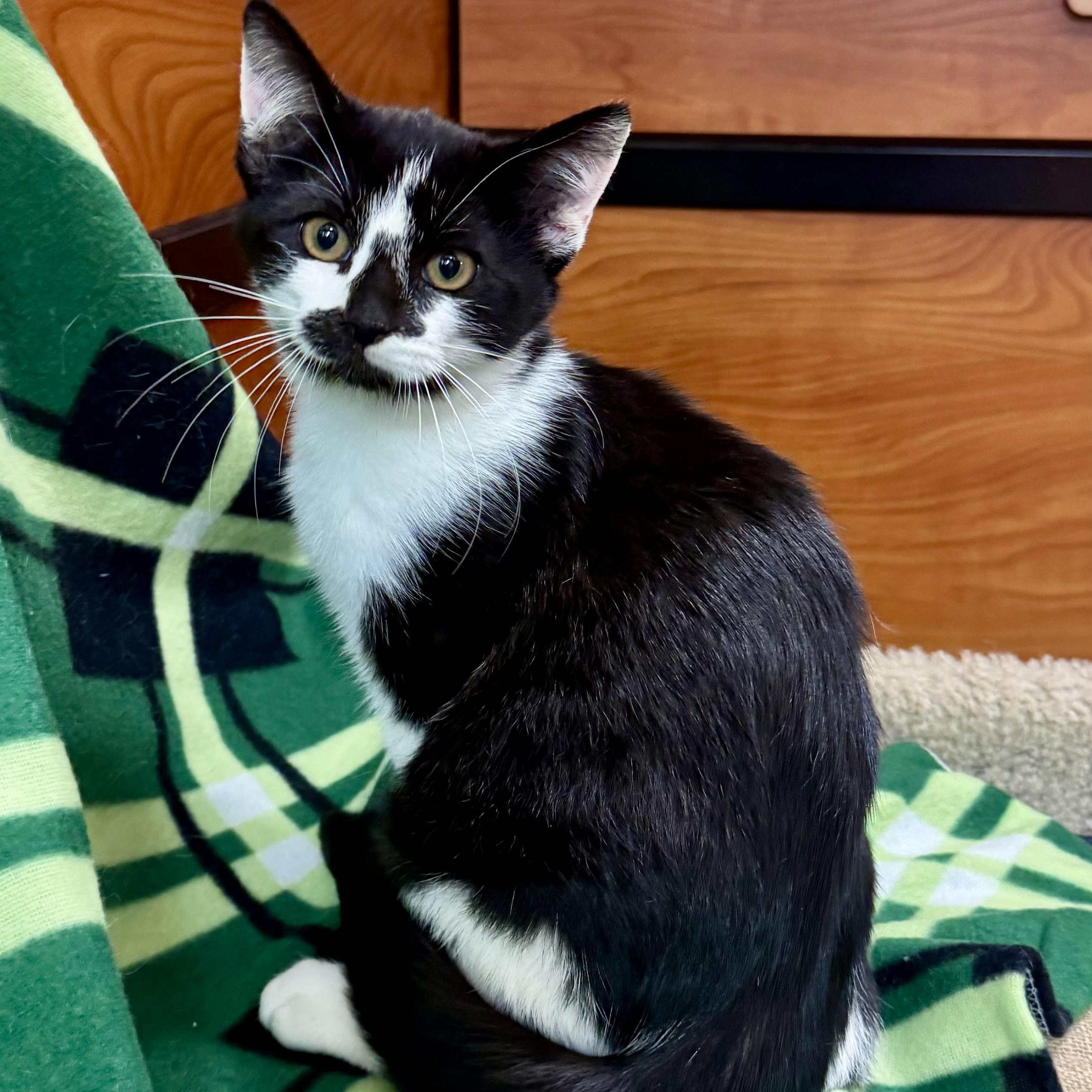 Enlarge Salazar, a Adoptable Domestic Short Hair in Memphis, TN image 3/6