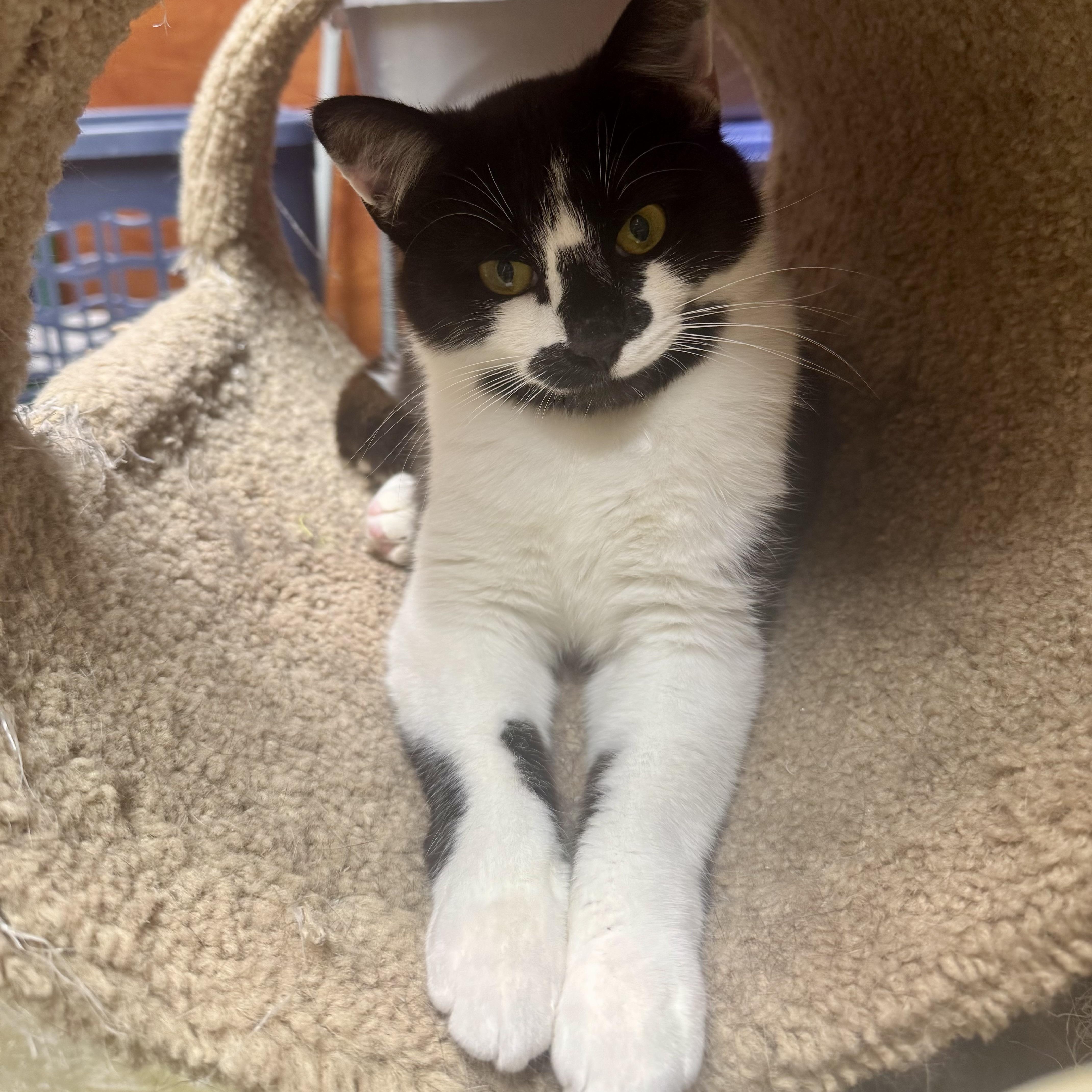 Enlarge Salazar, a Adoptable Domestic Short Hair in Memphis, TN image 2/6