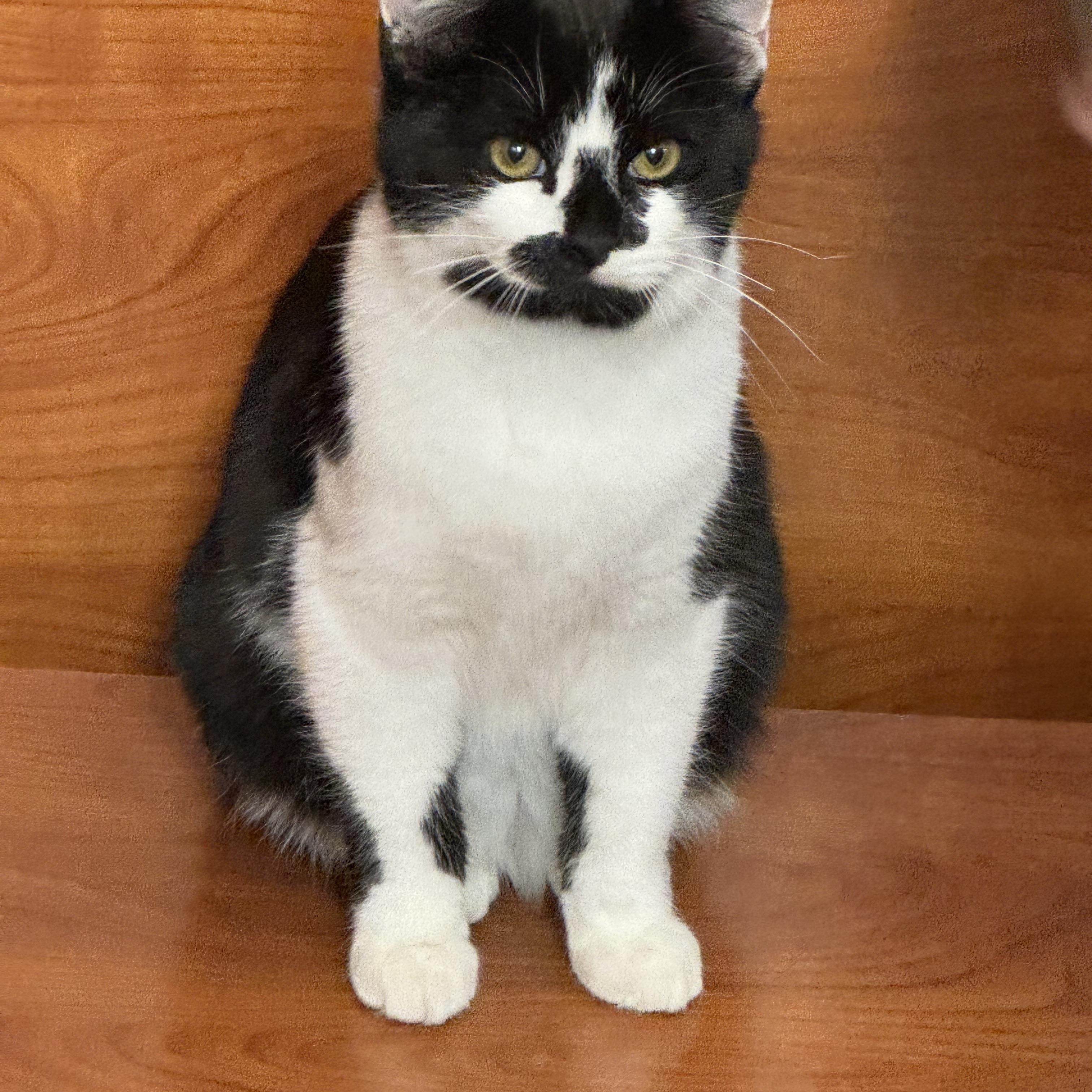 Enlarge Salazar, a Adoptable Domestic Short Hair in Memphis, TN image 1/6