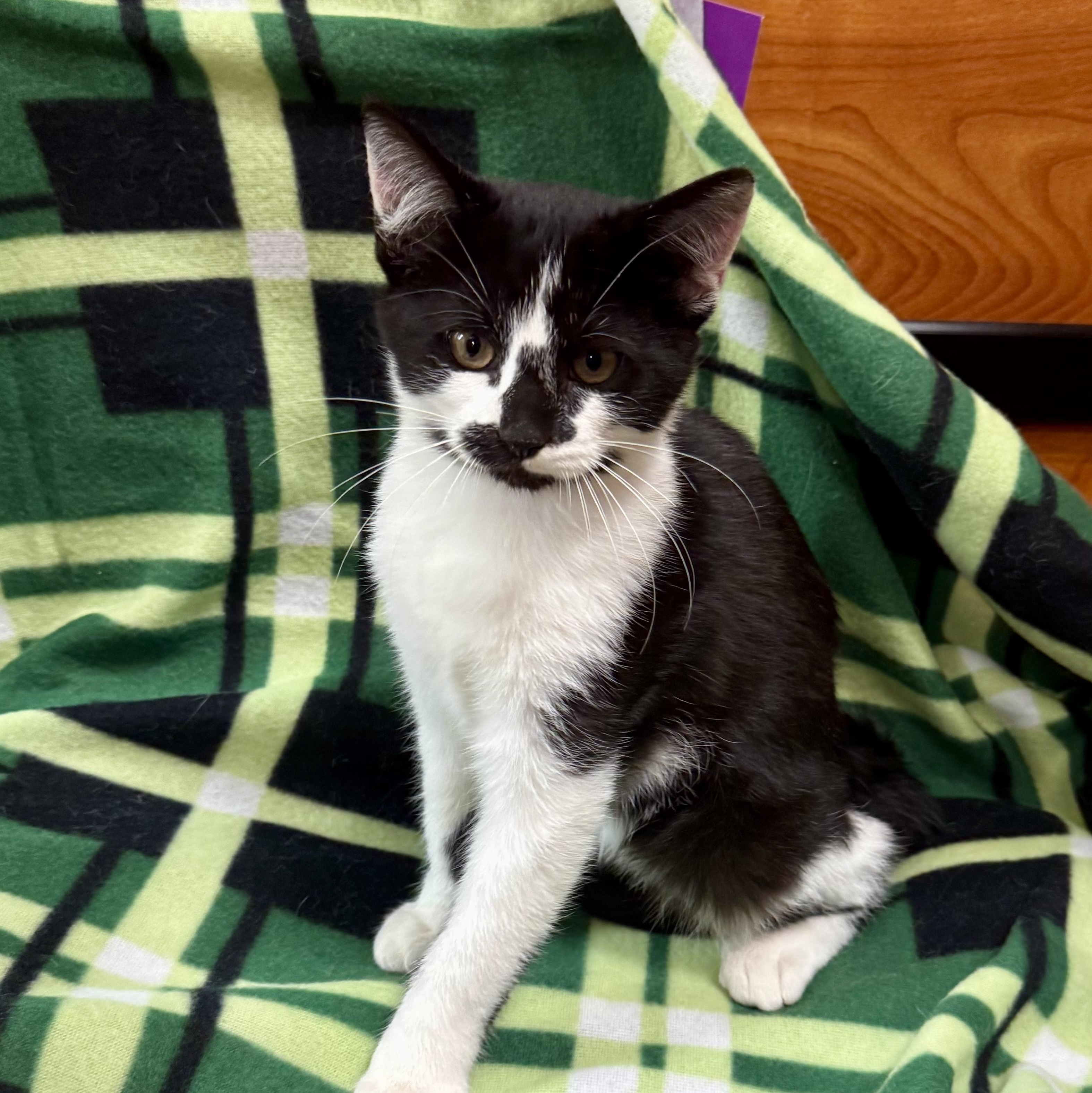 Enlarge Salazar, a Adoptable Domestic Short Hair in Memphis, TN image 1/6