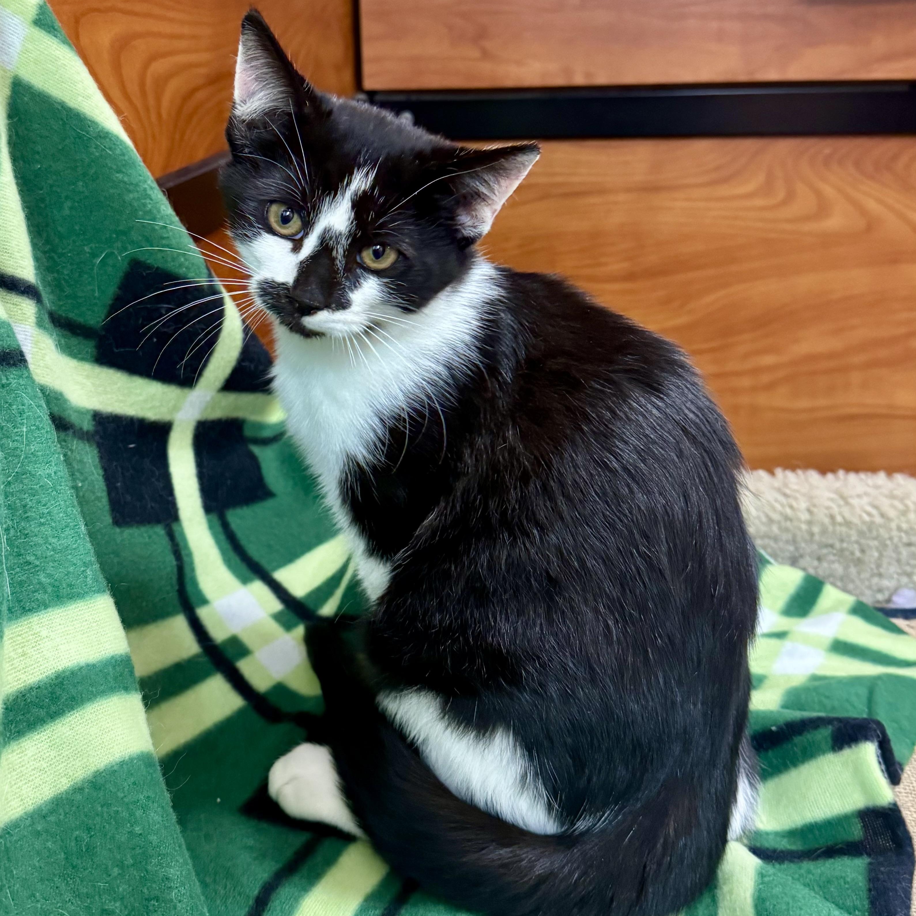 Enlarge Salazar, a Adoptable Domestic Short Hair in Memphis, TN image 5/6