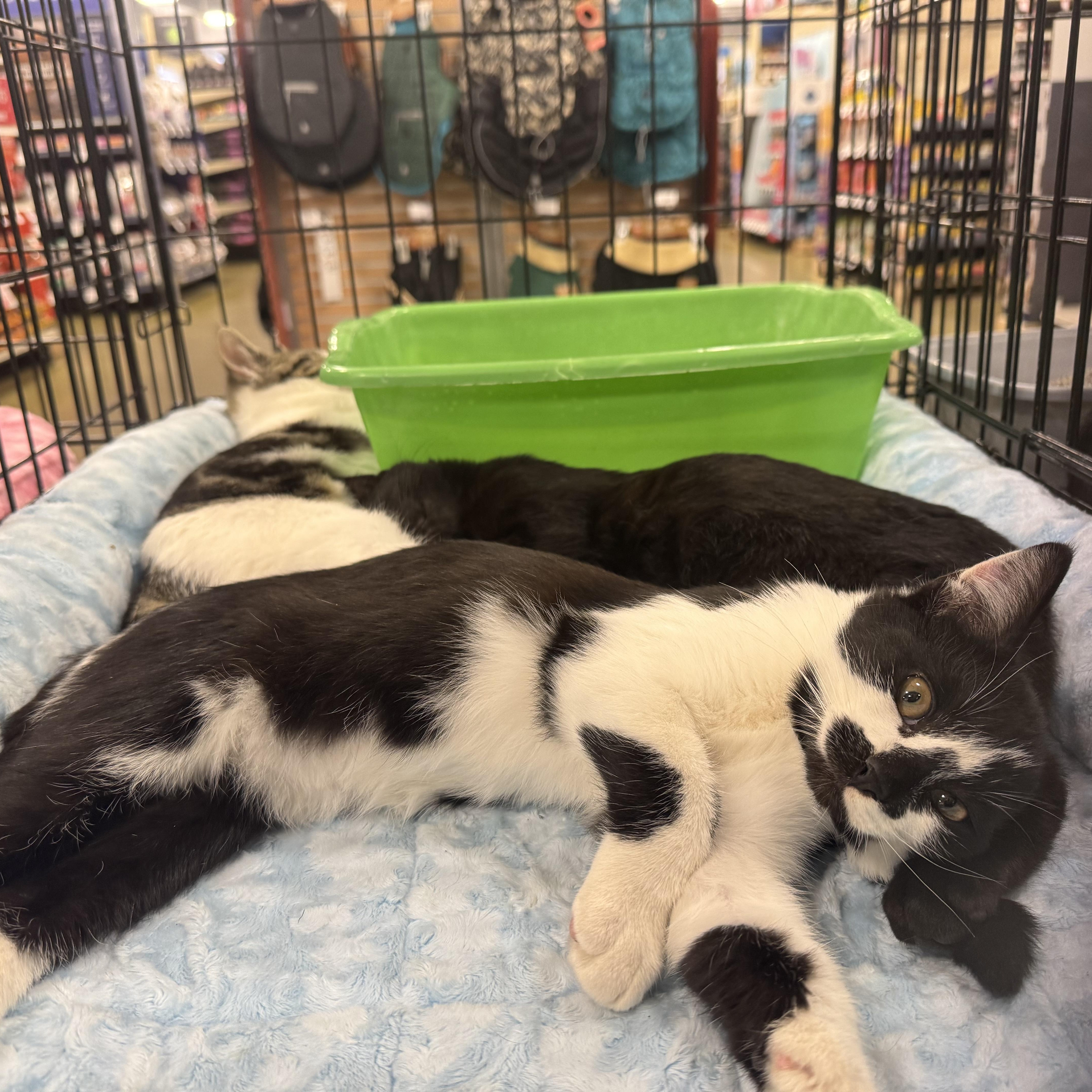 Enlarge Salazar, a Adoptable Domestic Short Hair in Memphis, TN image 4/6