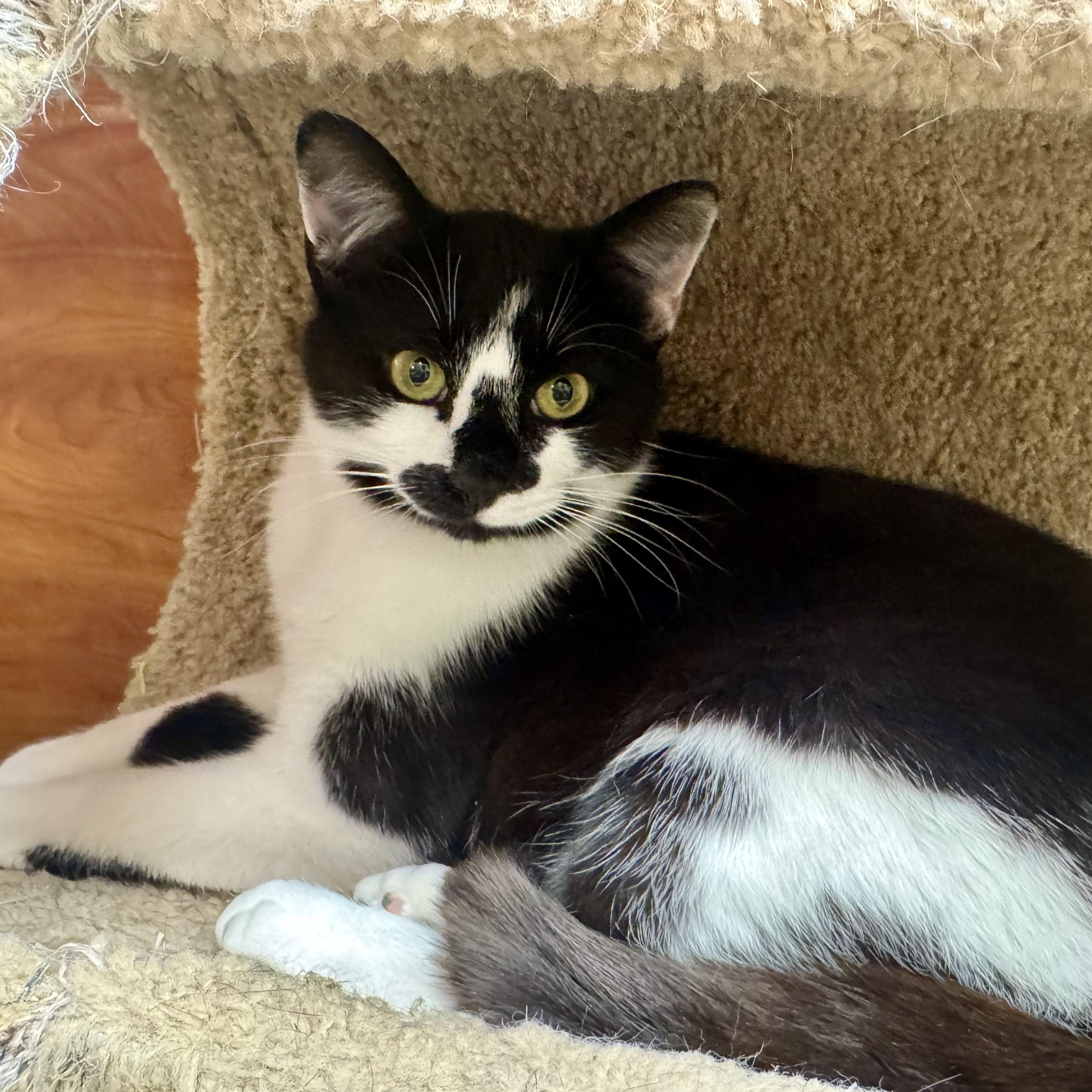 Salazar, Adoptable, Young Male Domestic Short Hair.