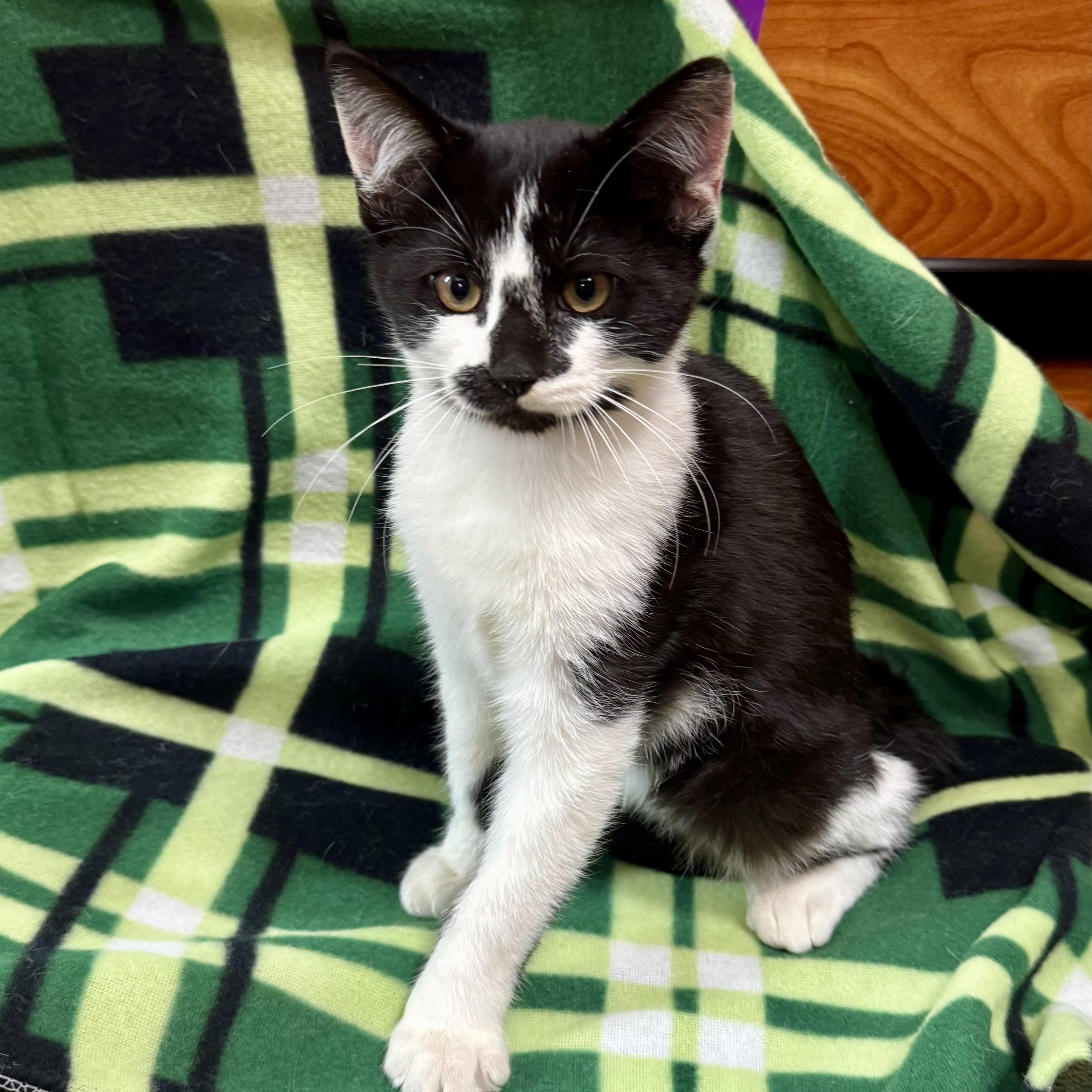 Enlarge Salazar, a Adoptable Domestic Short Hair in Memphis, TN image 2/6