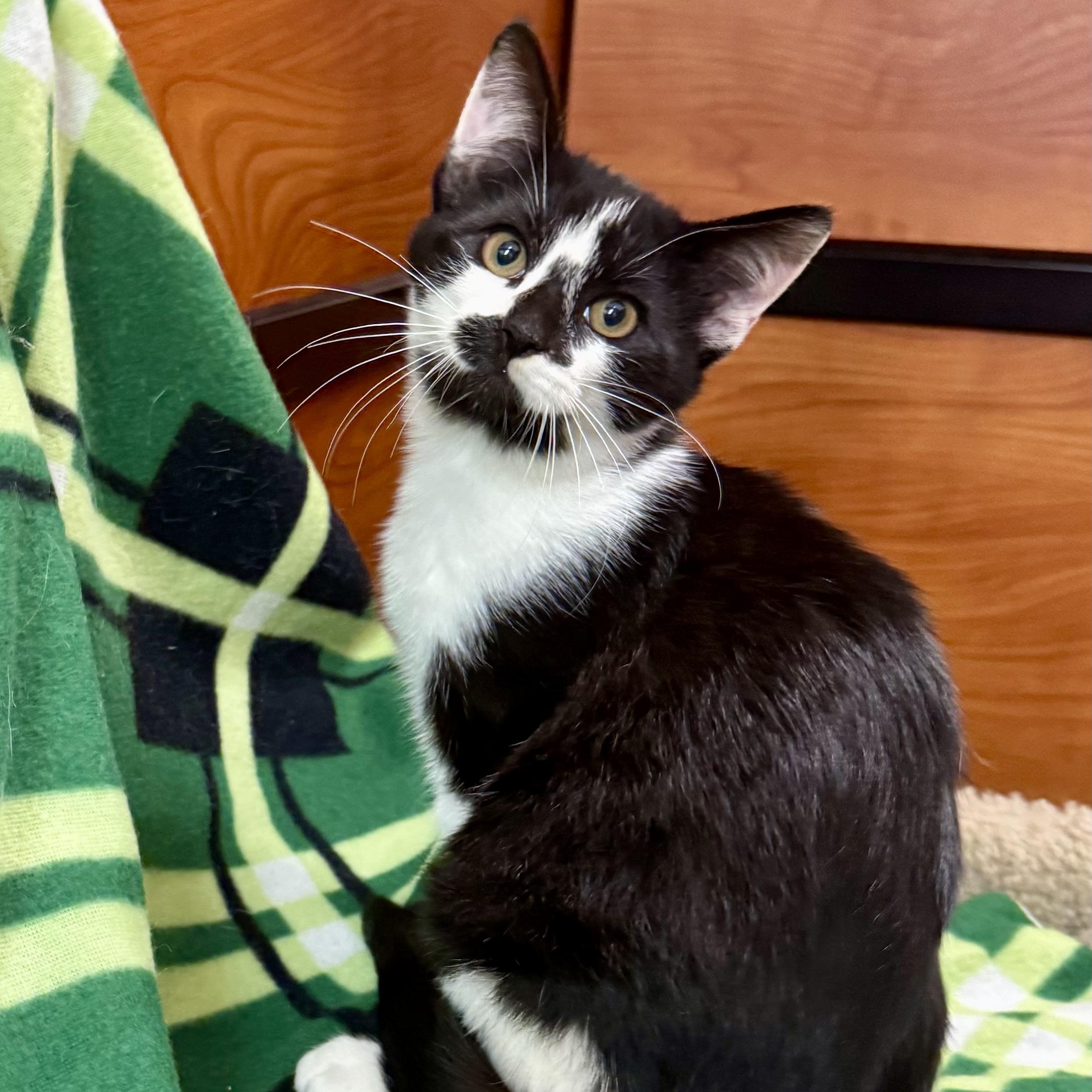 Enlarge Salazar, a Adoptable Domestic Short Hair in Memphis, TN image 6/6