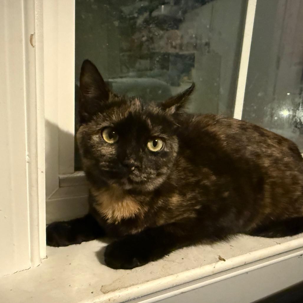 Pinkie, a Adoptable Domestic Short Hair in Frederick, MD image 1/2