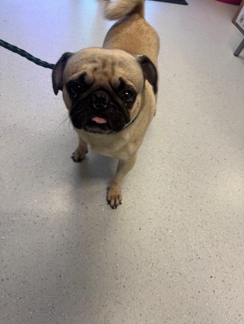 Pug Mcgraw