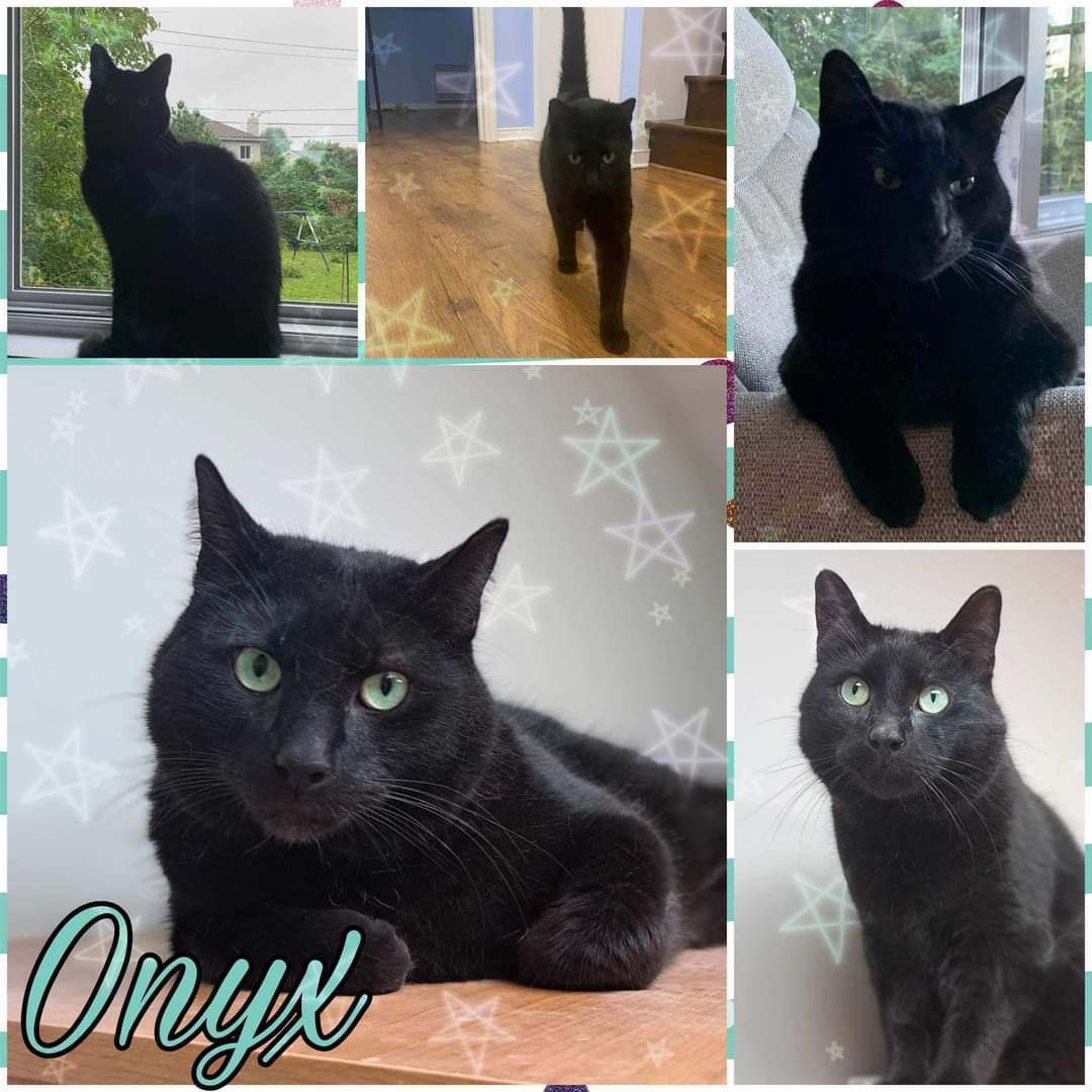 Onyx, Adoptable, Adult Male Domestic Short Hair.