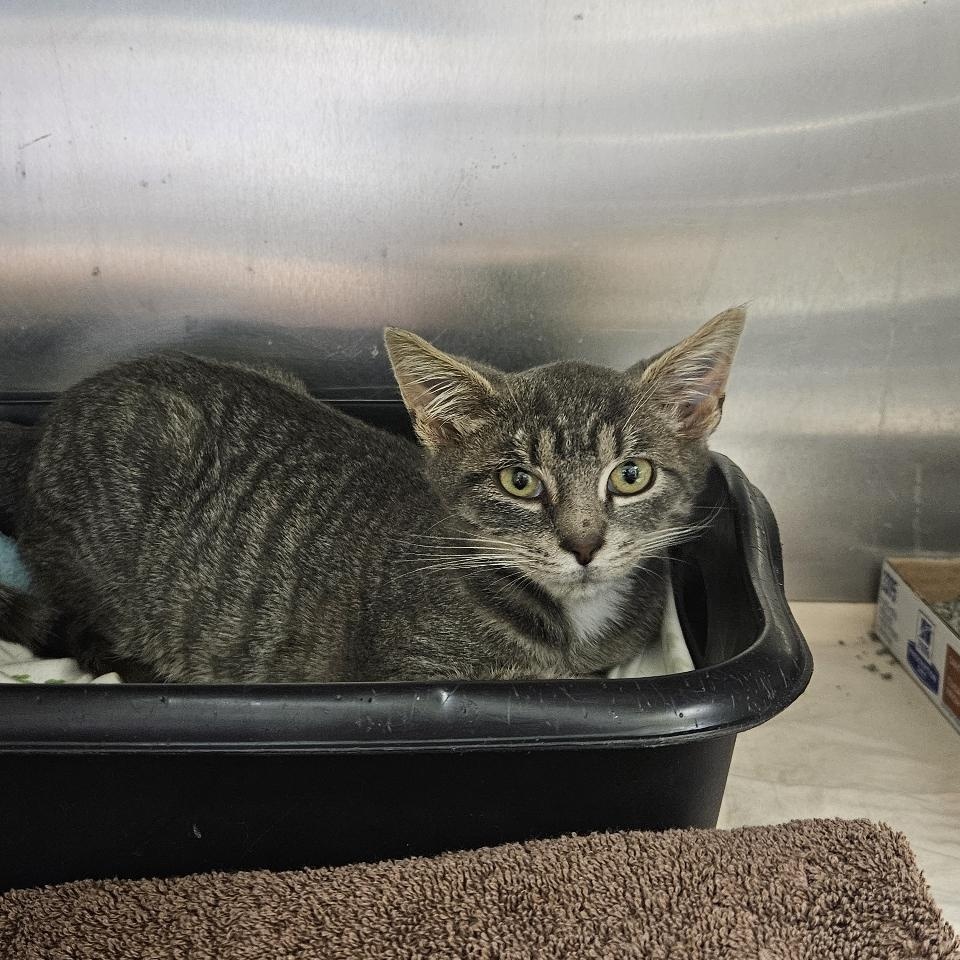 Enlarge Fig, a Adopted Domestic Short Hair in Richboro, PA image 2/2