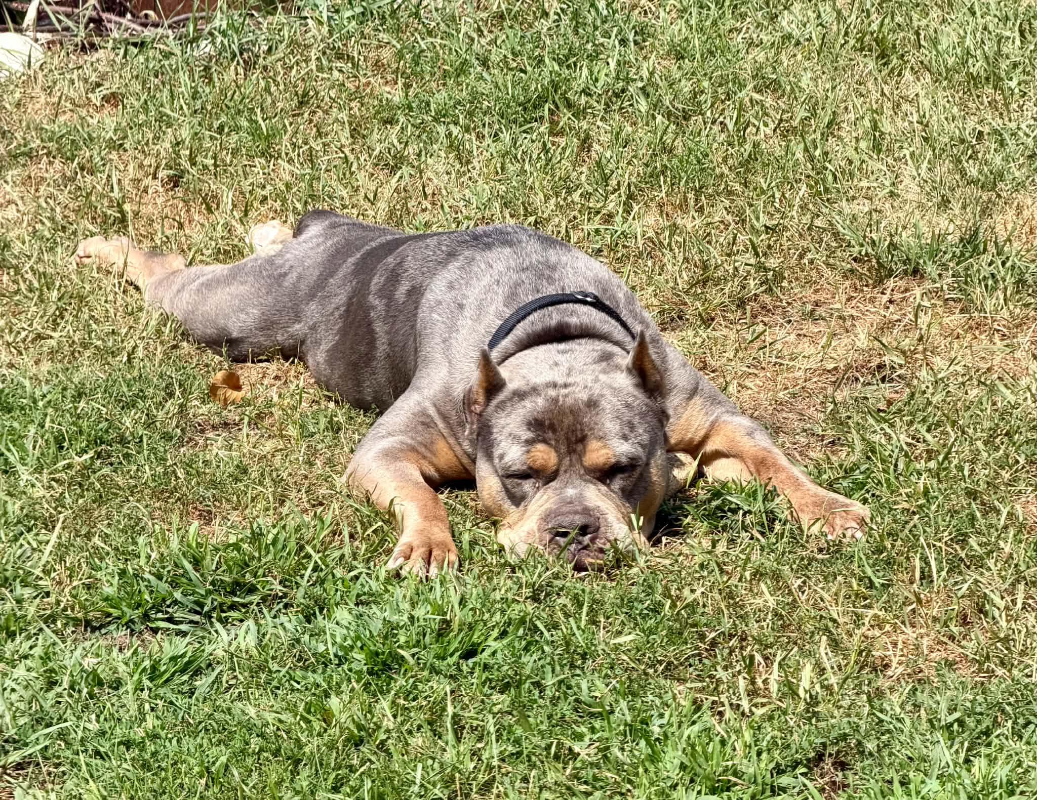 Enlarge Ranger, a Adoptable mixed breed in Minneapolis, MN image 5/6