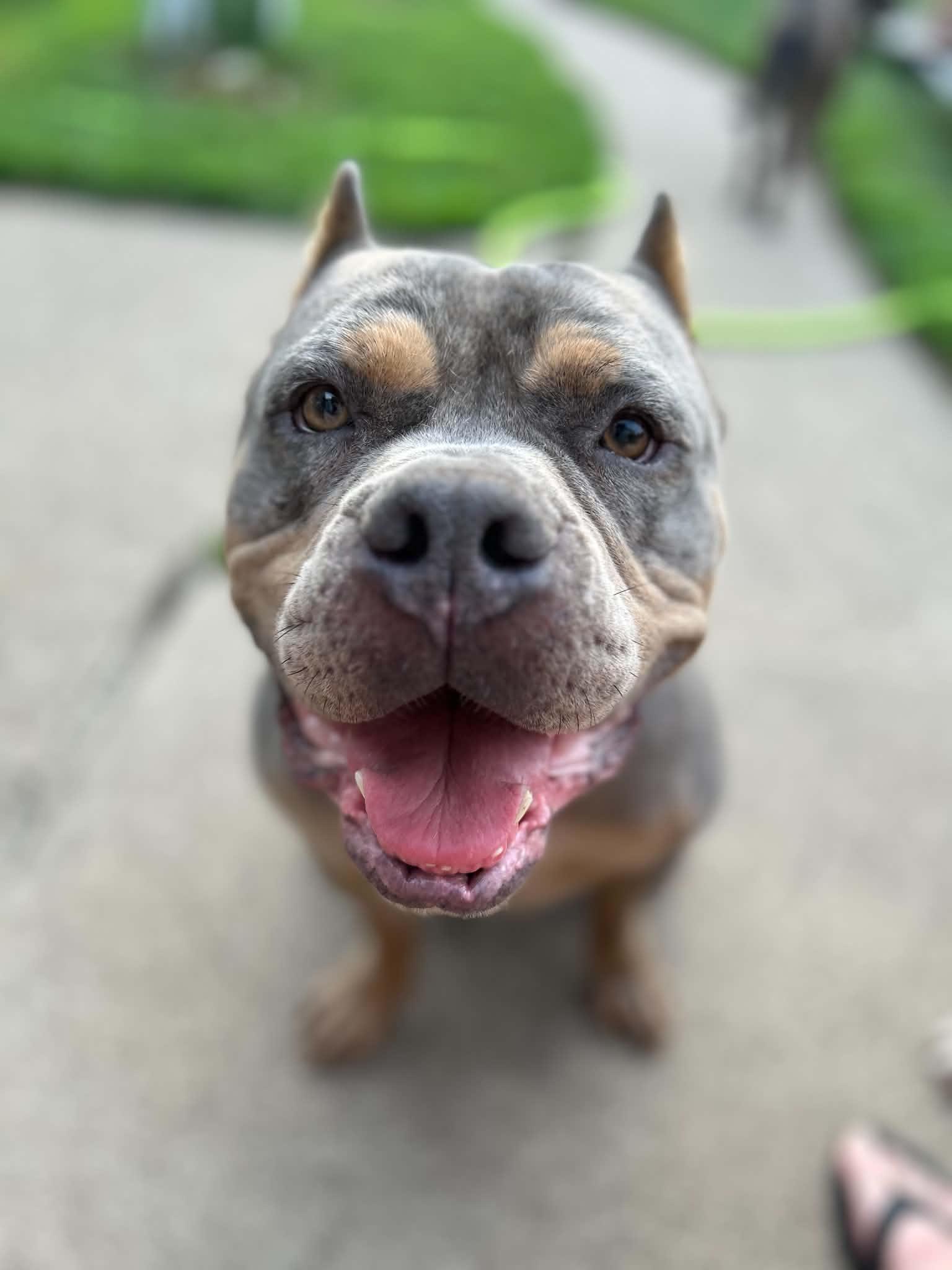 Enlarge Ranger, a Adoptable mixed breed in Minneapolis, MN image 6/6