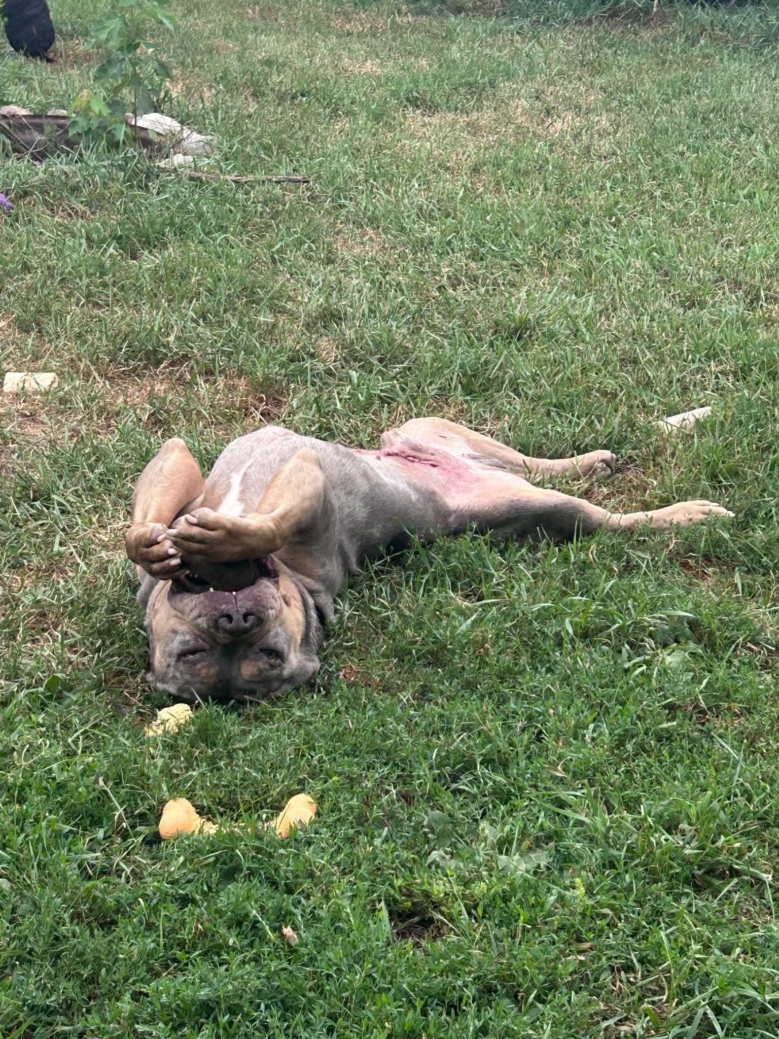 Enlarge Ranger, a Adoptable mixed breed in Minneapolis, MN image 2/6