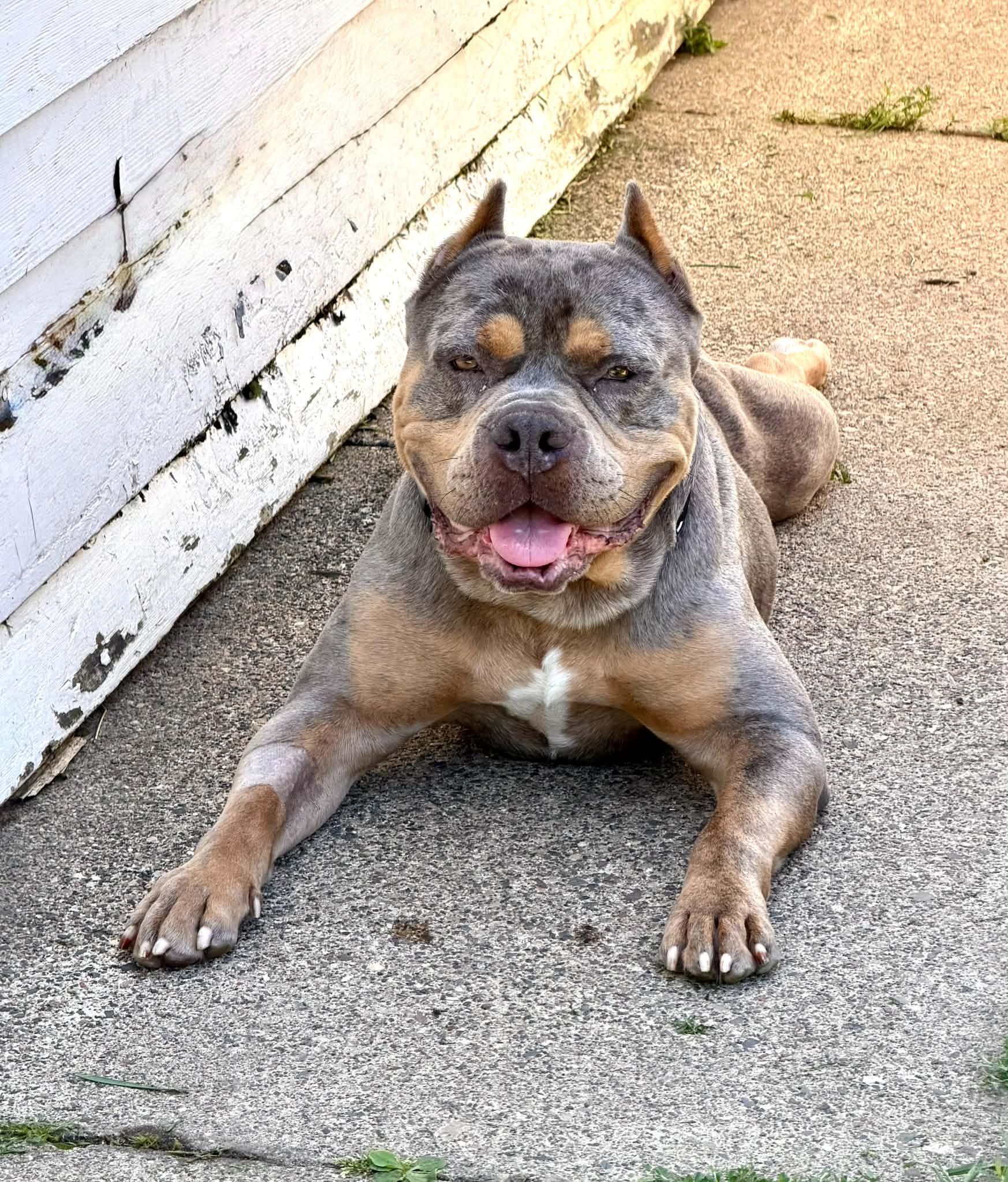 Enlarge Ranger, a Adoptable mixed breed in Minneapolis, MN image 4/6