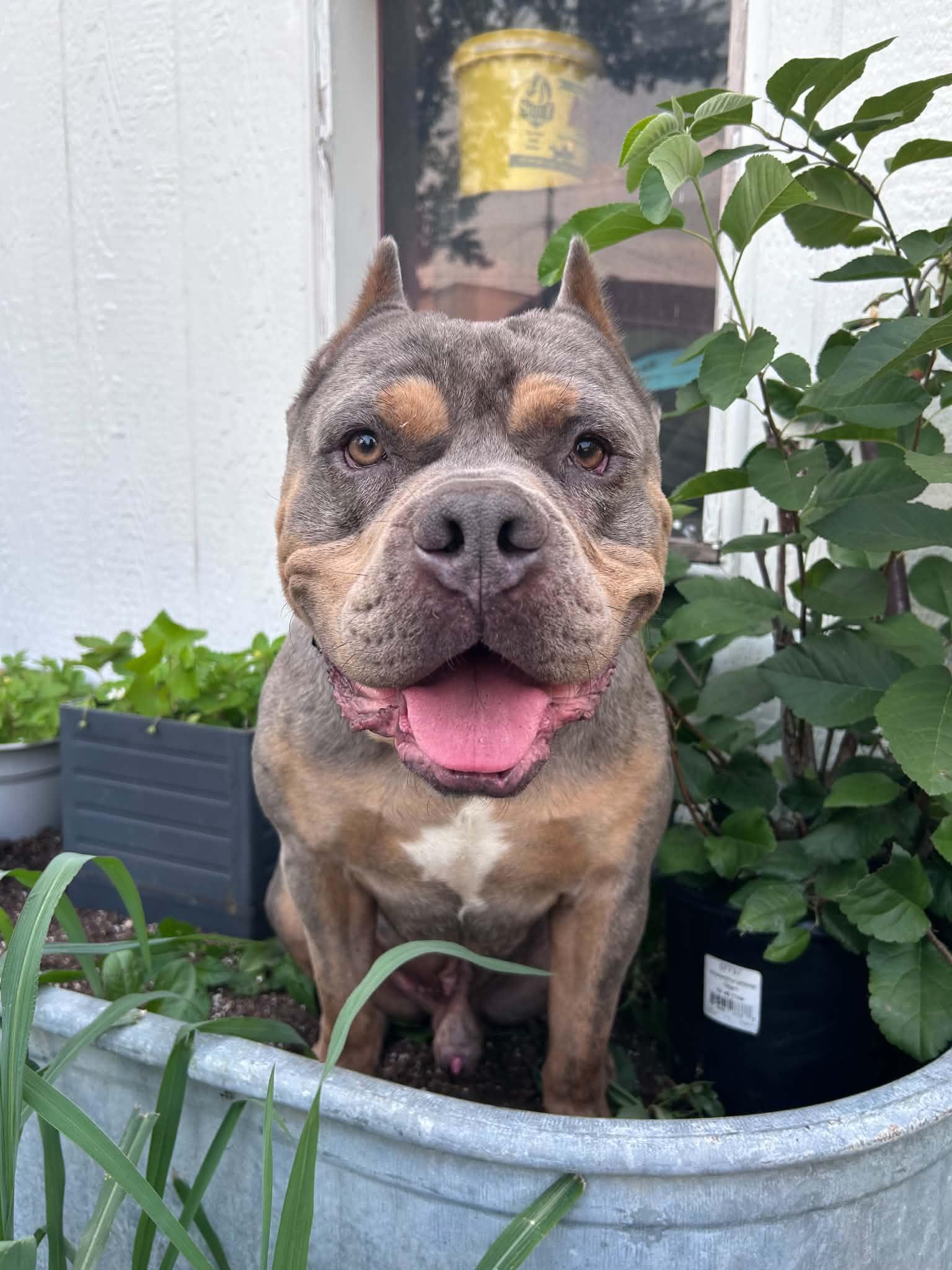 Enlarge Ranger, a Adoptable mixed breed in Minneapolis, MN image 3/6