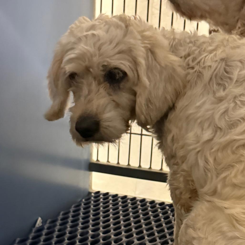 Olive, Adoptable, Senior Female Golden Retriever & Miniature Poodle.
