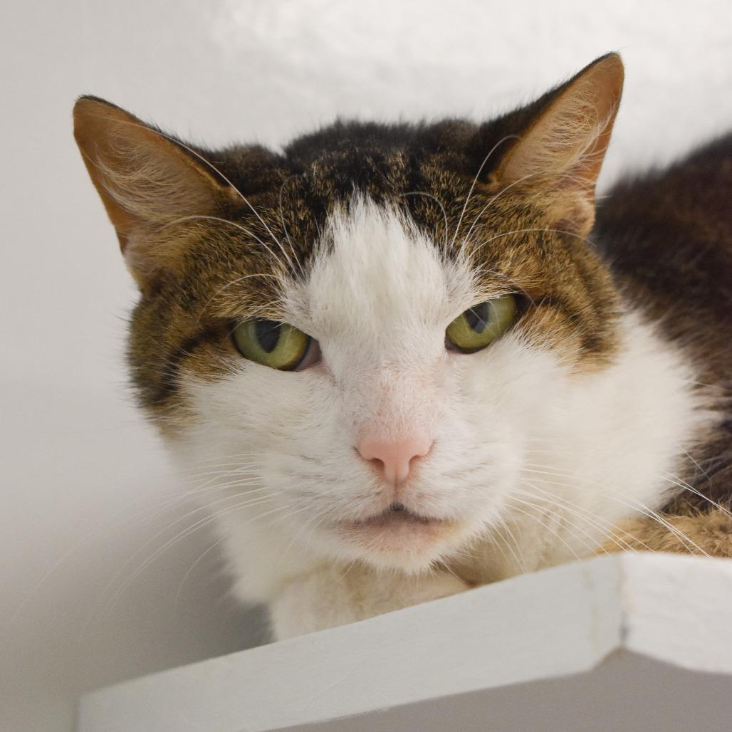 Jinx, Adoptable, Senior Female Domestic Short Hair.
