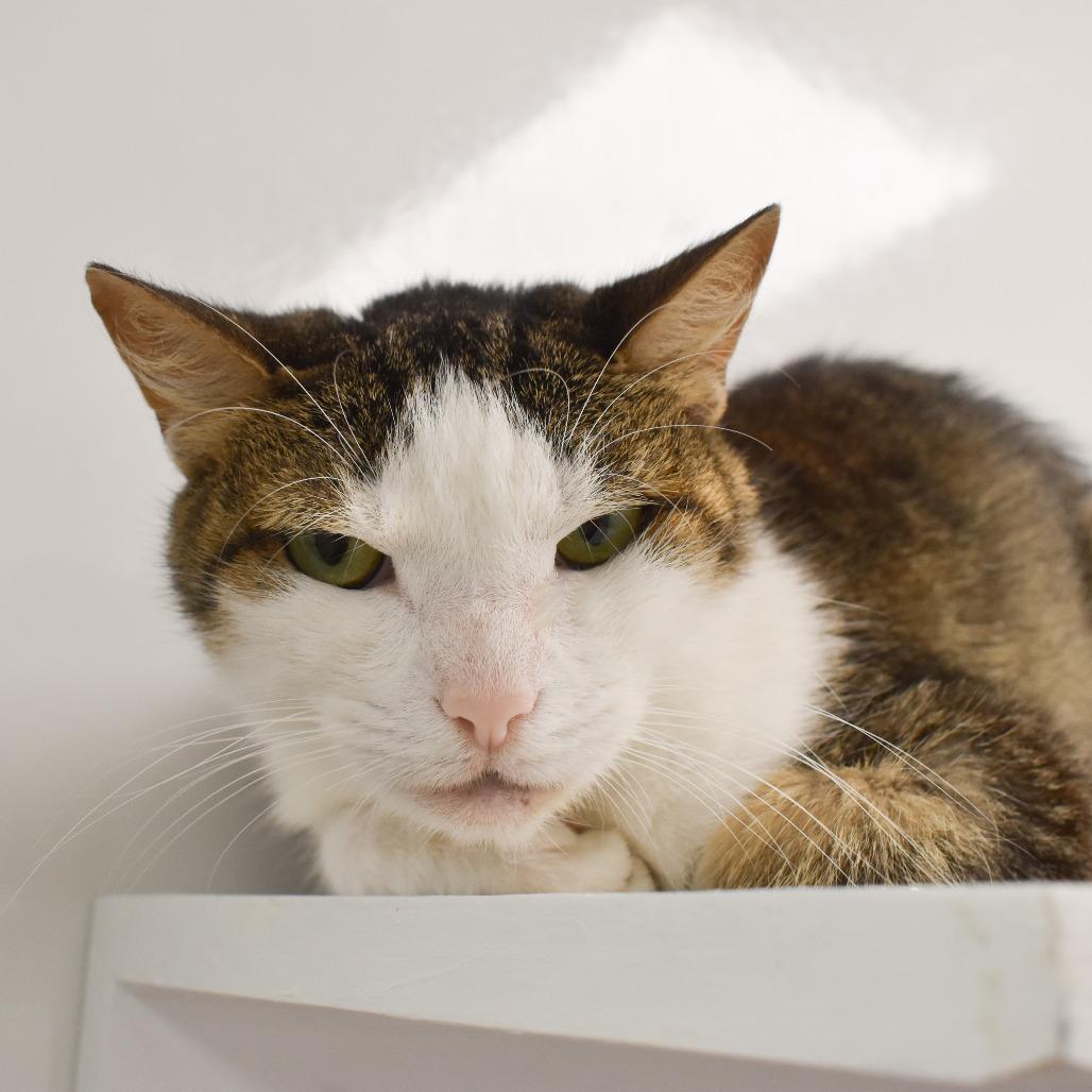 Enlarge Jinx, a Adoptable Domestic Short Hair in West Palm Beach, FL image 2/3