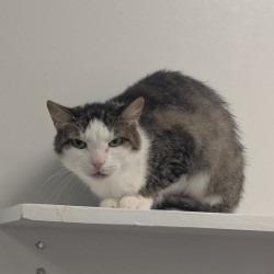 Enlarge Jinx, a Adoptable Domestic Short Hair in West Palm Beach, FL image 3/3